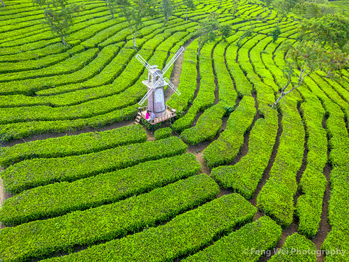 Kuneer Hill, Malang, East Java, Indonesia, traveldestinations vacations dramaticlandscape landscapescenery offthebeatenpath java plantation agriculture gettingawayfromitall tranquilscene growth cultivatedland outdoors aerialview greencolor remotelocation highangleview nature agriculturefield colorimage teacrop indonesia lushfoliage nonurbanscene beautyinnature tropicalclimate travel famousplace eastjavaprovince farm teahotdrink tourism idyllic dronepointofview malang eastjava