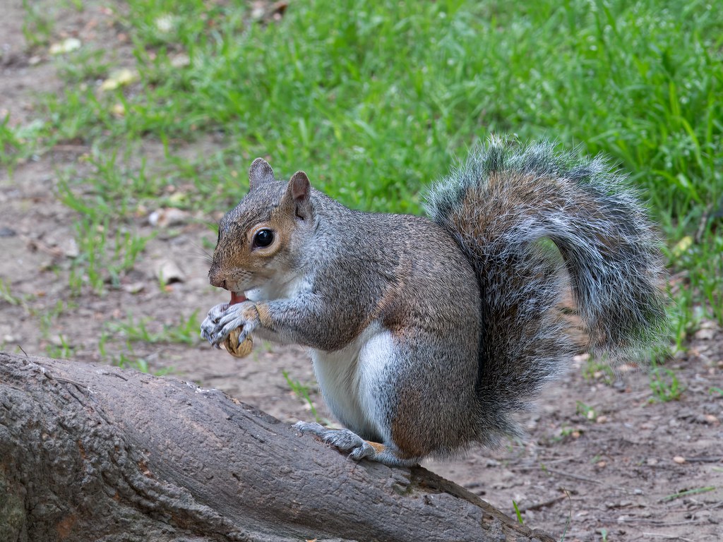 Squirrel-01930