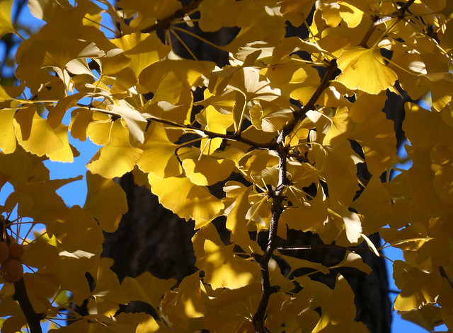 Autumn Ginkgo Leaves