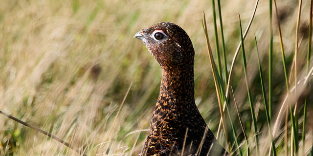 Red Grouse - North Yorkshire