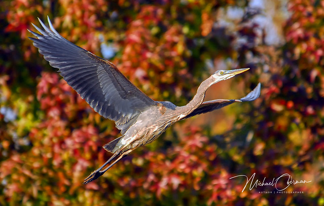Great Blue Heron...Sewell's Orchard