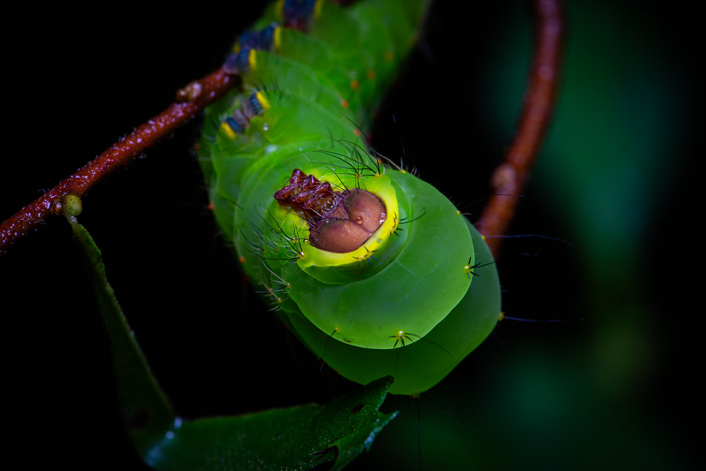 Polyphemus moth caterpillar [Antheraea polyphemus] | Flickr