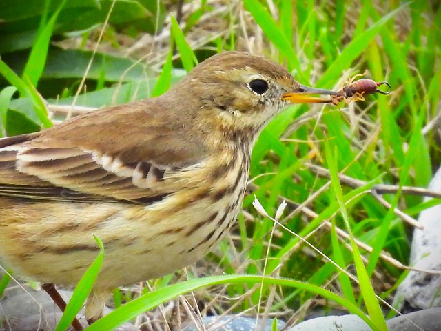 American Pipit with Earwig