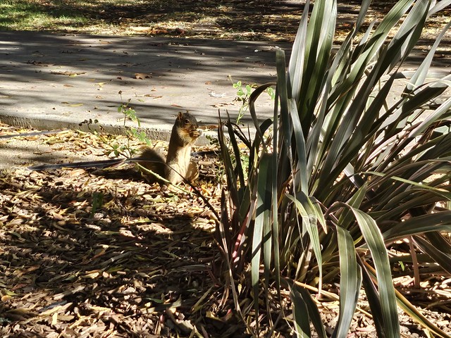 park squirrel