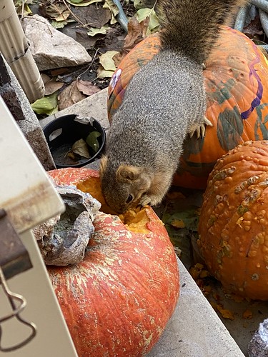 Squirrel vs Pumpkin