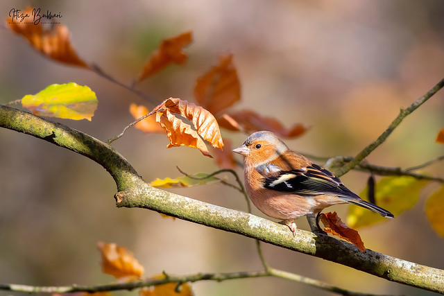 Chirpy dancer catching some rays! This Eurasian Chaffinch knows how to strut its stuff on one leg among the autumn leaves.