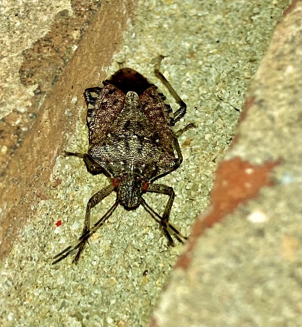 Looking good little stink bug!