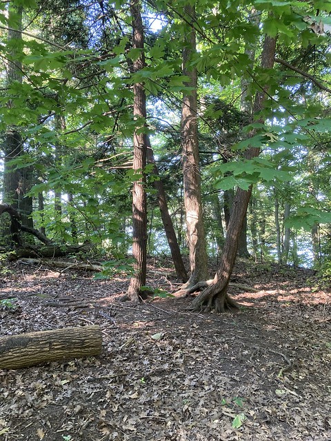 “Beautiful trees in the woods at the shore of Duffins creek marsh on Duffins trail in Discovery bay , Martins photographs , Ajax , Ontario , Canada , September 6. 2023”