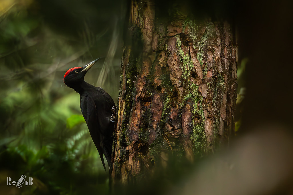 Black woodpecker 💚