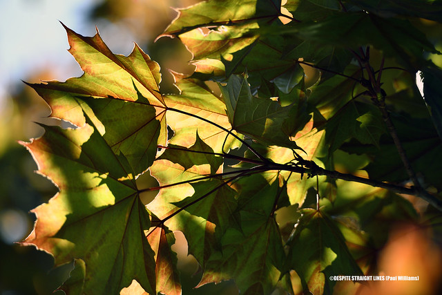 Light to leaf  -  (Published by GETTY IMAGES)