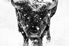 November 24, 2023 - Snowy bison bull. (Tony's Takes)