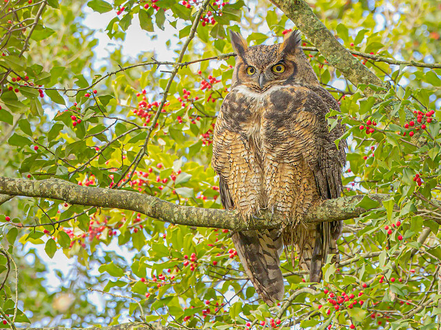 Great Horned Owl, Connecticut, 2023