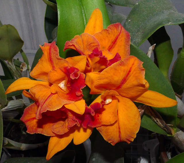 Cattlianthe Hazel Boyd 'Tropical Fantasy' hybrid orchid