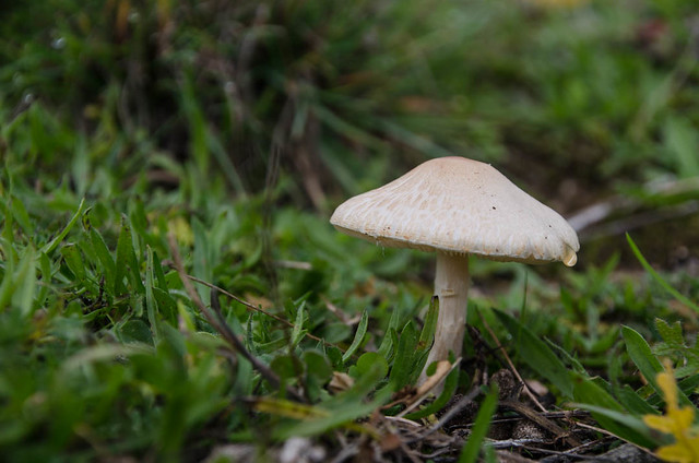 seta - mushroom