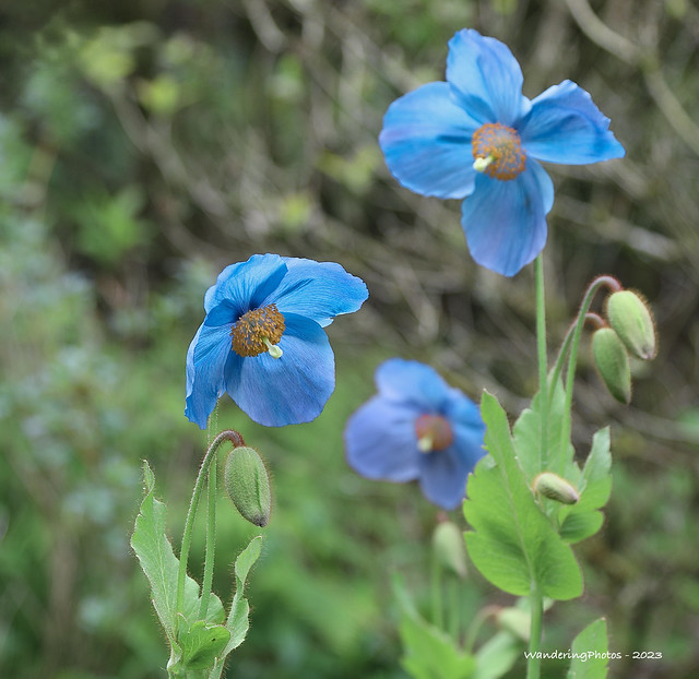 Himalayan Blue Poppy - Meconopsis betonicifolia - The Himalayan Garden & Sculpture Park - Grewelthorpe Ripon North Yorkshire England