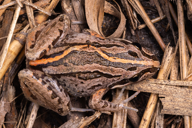 Striped Marsh Frog - Limnodynastes peronii