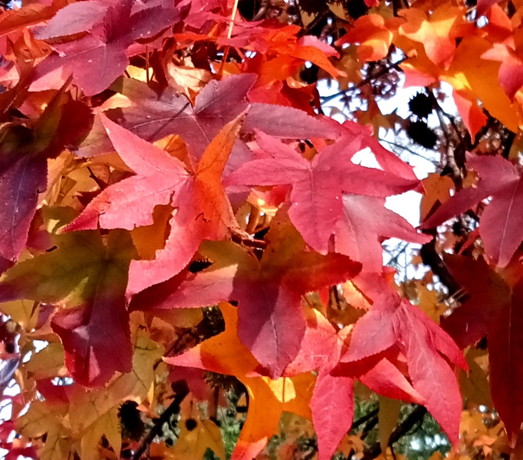 Autumn leaves, red maple
