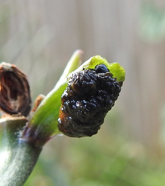 Larva of Scarlet Lily Beetle Covered in own excrement.
