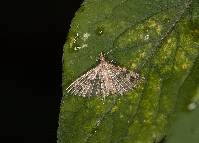 Kaprifoliefjermøl (Twenty-plume Moth / Alucita hexadactyla)