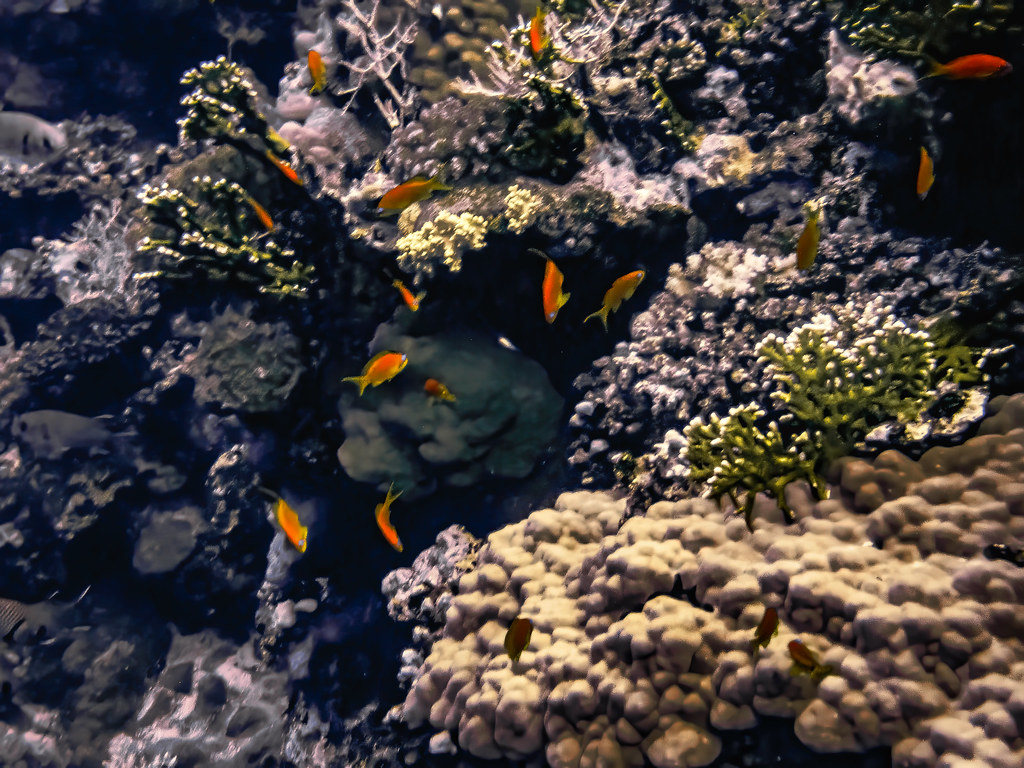 Variété coralienne et demoiselles sur le récif... 53362049475_263df3f3a4_b