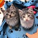 Think of us this #givingtuesday! Our latest kittens, Leopold and Ida, both have issues. Ida has a wounded paw, and Leopold, well, he was kind of a jerk at first. Both issues are being addressed by their foster person. Leopold has already warmed up nicely