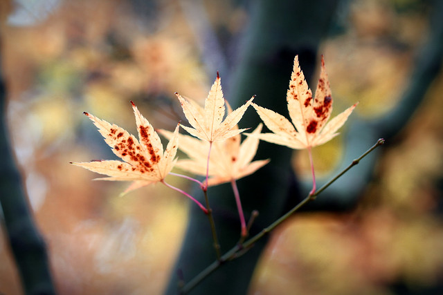 Japanese maple / Acer palmatum