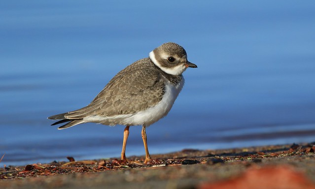 Semipalmated Plover/ Pluvier semipalmé ( Richard )