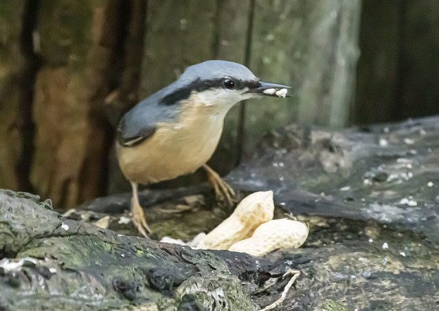 Nuthatch Private Hide angus