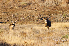November 11, 2023 - Deer buck and doe. (Tony's Takes)