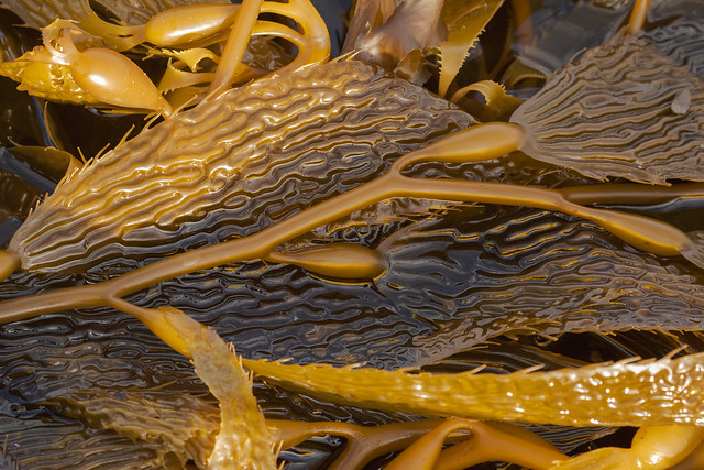 Tidepool Kelp