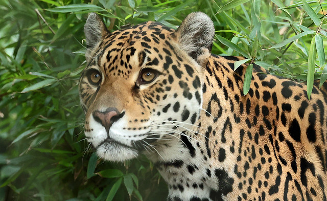 jaguar rica artis ED8A0201