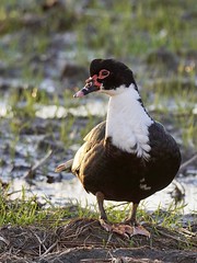 A Muscovy Duck in the Frisian countryside