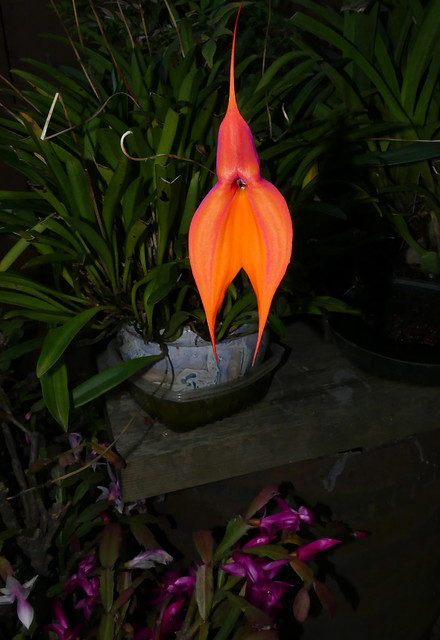 Masdevallia veitchiana 'Sol' species orchid 11-23