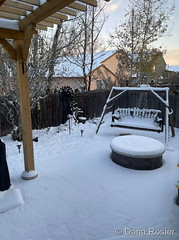 November 25, 2023 - A snowy backyard. (Dana Rosier)