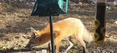 November 15, 2023 - Red fox checking out the bird feeder. (David Canfield)