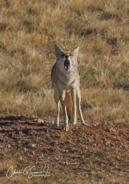 Coyote howling to its mates CSR75410