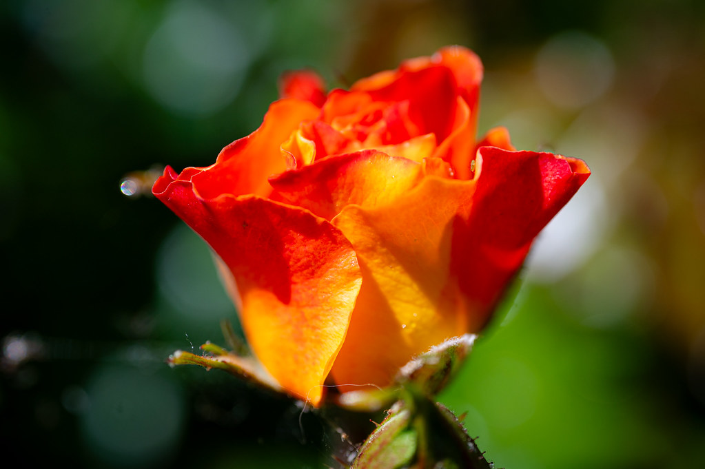 Little orange rose