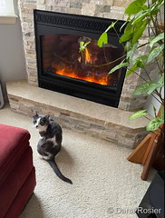 November 25, 2023 - Millie stays warm by the fireplace. (Dana Rosier)