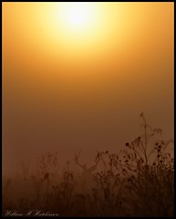 November 17, 2023 - A foggy morning on the plains. (Bill Hutchinson)