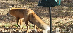 November 15, 2023 - Red fox checking out the bird feeder. (David Canfield)