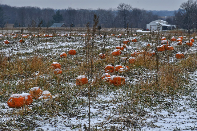 Pumpkins Not Picked