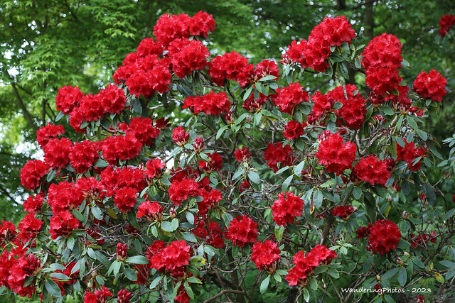 Red Rhododendron Bush - The Himalayan Garden & Sculpture Park - Grewelthorpe Ripon North Yorkshire England