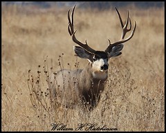 November 27, 2023 - Mule deer buck. (Bill Hutchinson)