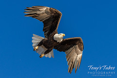 November 26, 2023 - Bald eagle taking flight. (Tony's Takes)