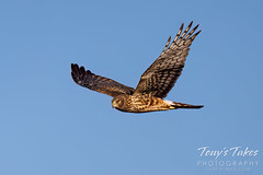 November 18, 2023 - Northern harrier flyby. (Tony's Takes)