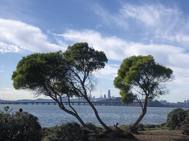 Trees Framing San Francisco