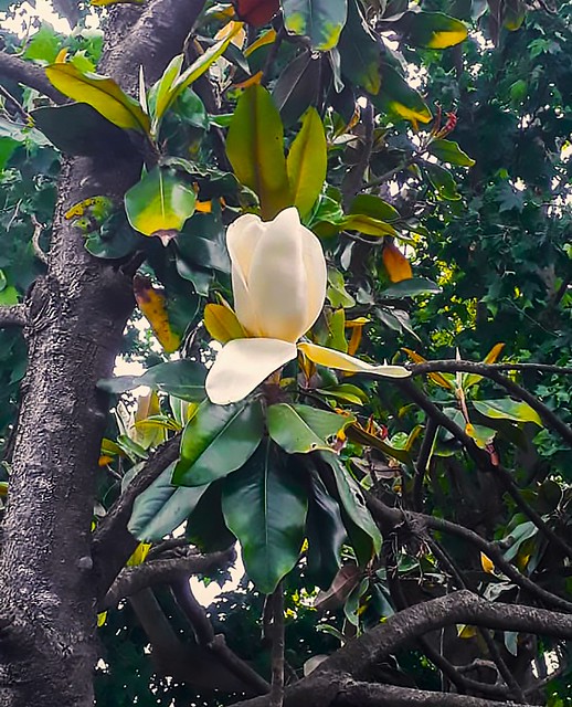 Magnolias grandiflora