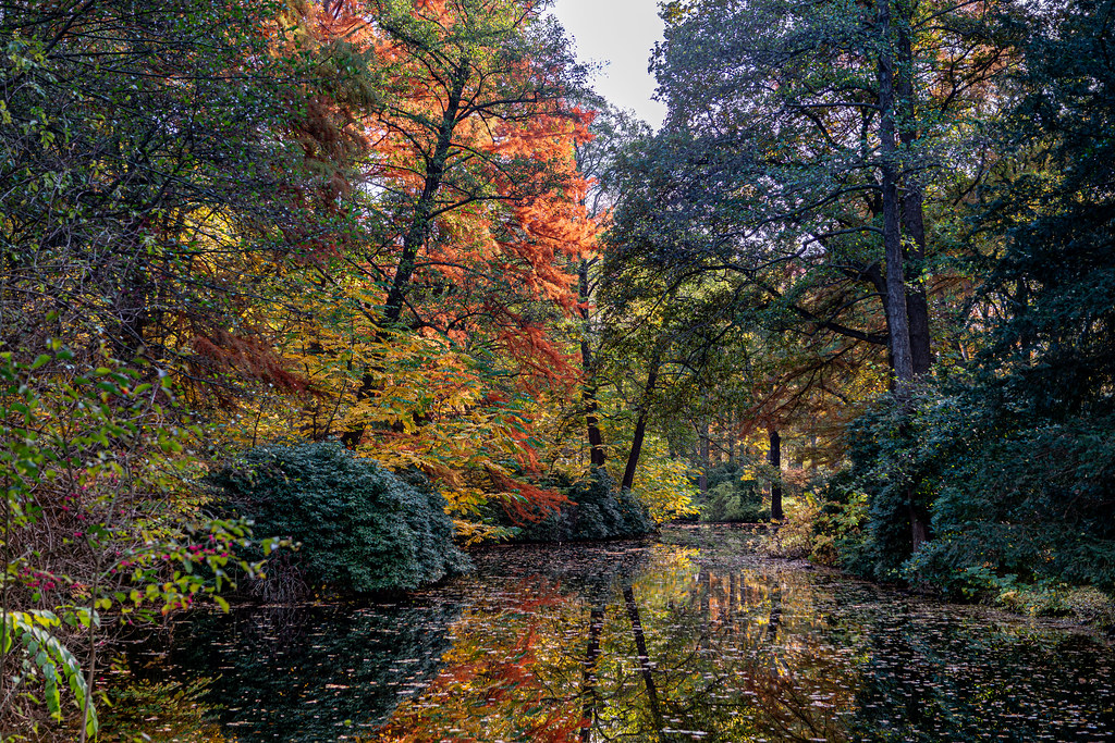 Berlin, Tiergarten: Herbst am Wasserlauf - Berlin, Tiergarten park: Autumn colours on the banks of the watercourse am Wasserlauf