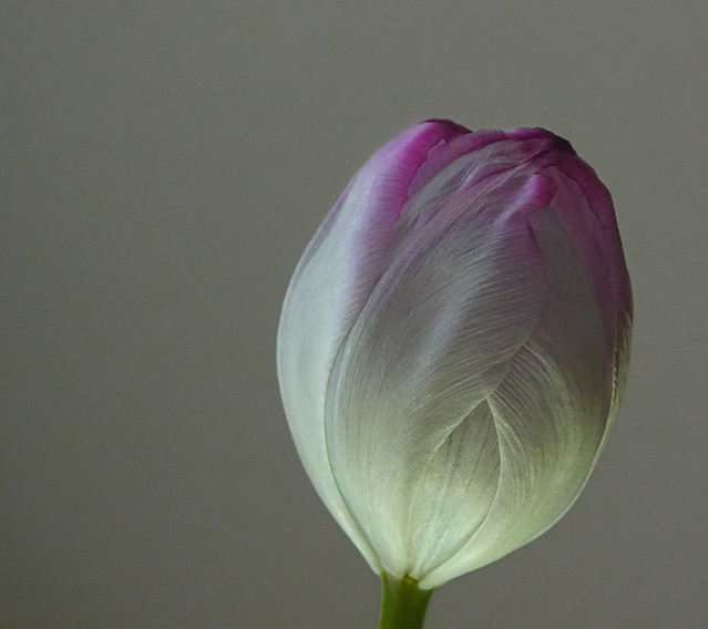 A Tulip Blooms