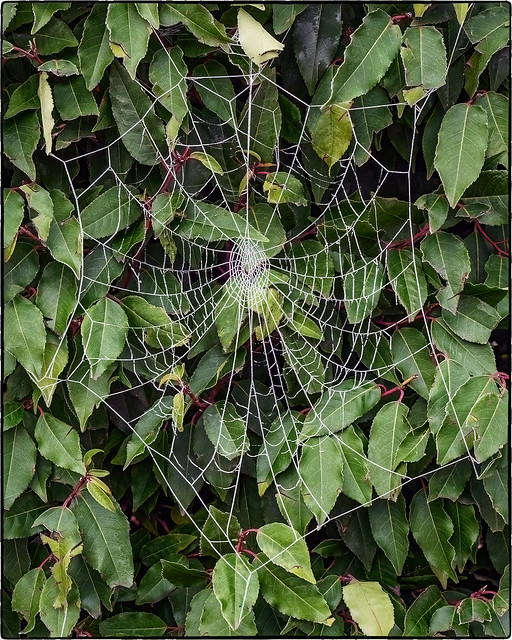 Large Frosty Web on the Laurel